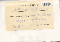 Sanguineodiscus aractinus image