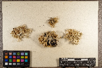 Unguiculariopsis lettaui image