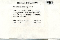 Unguiculariopsis lettaui image
