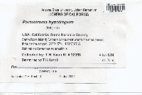 Parmotrema hypoleucinum image