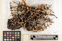 Cladonia calycantha image