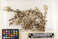 Cladonia calycantha image