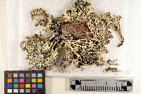 Cladonia brasiliensis image