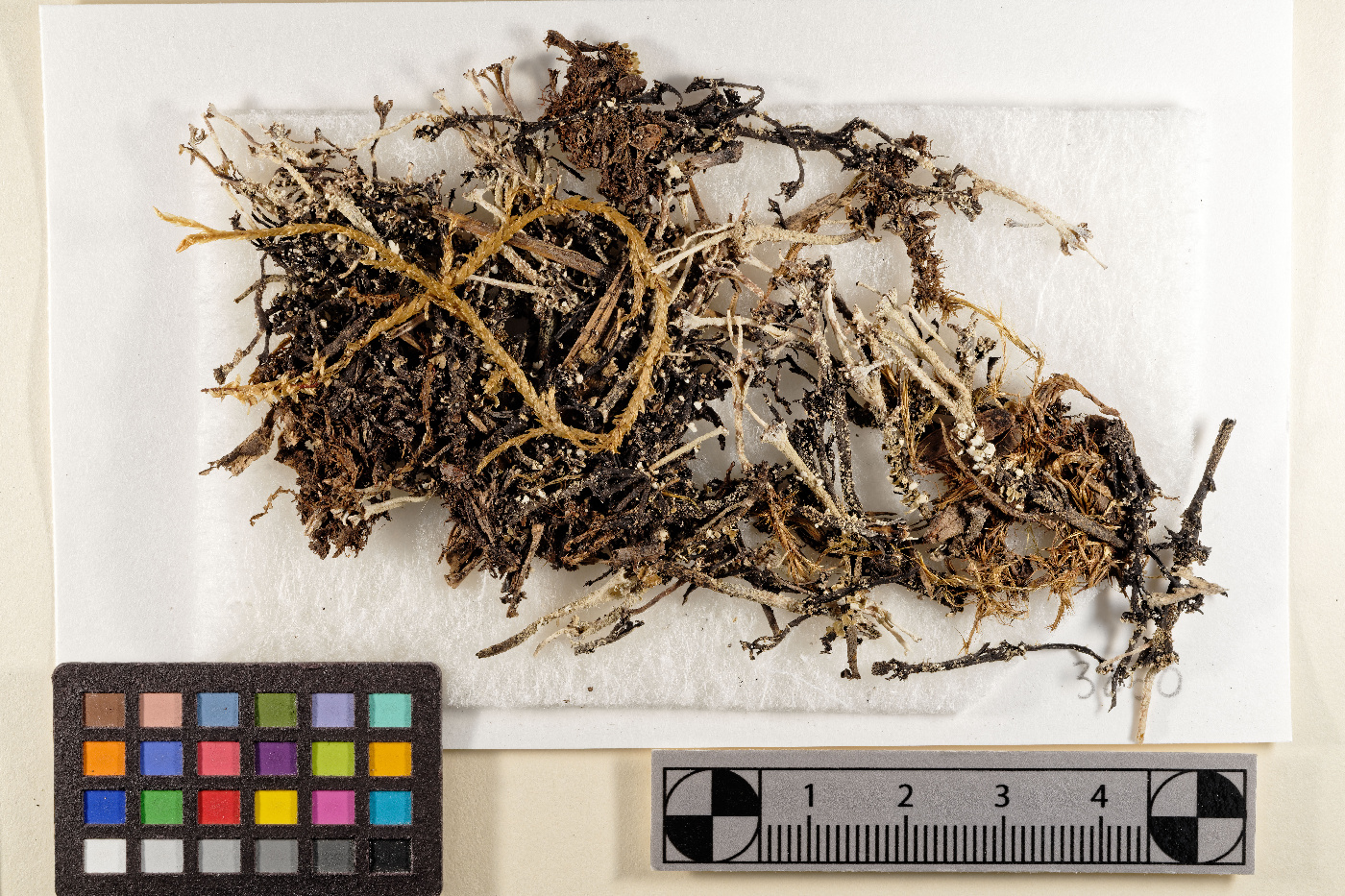 Cladonia andesita image