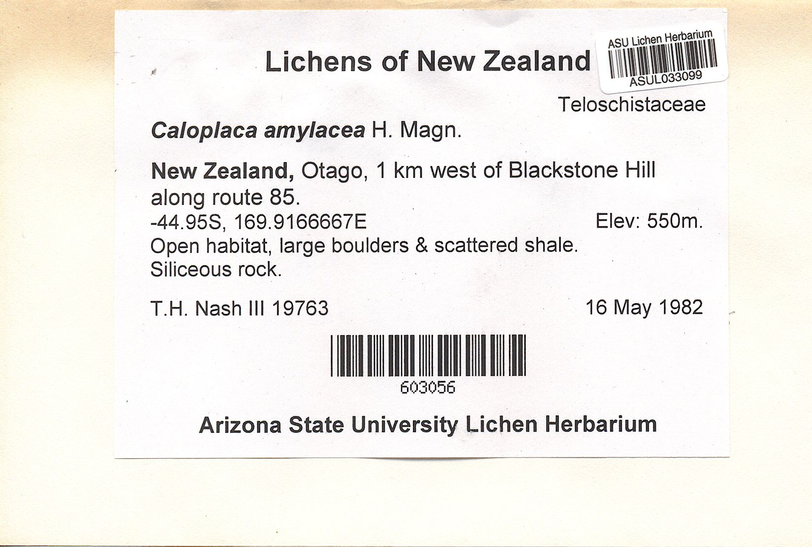 Caloplaca amylacea image
