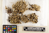 Cladonia cinerella image