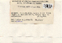 Cladonia dilleniana image