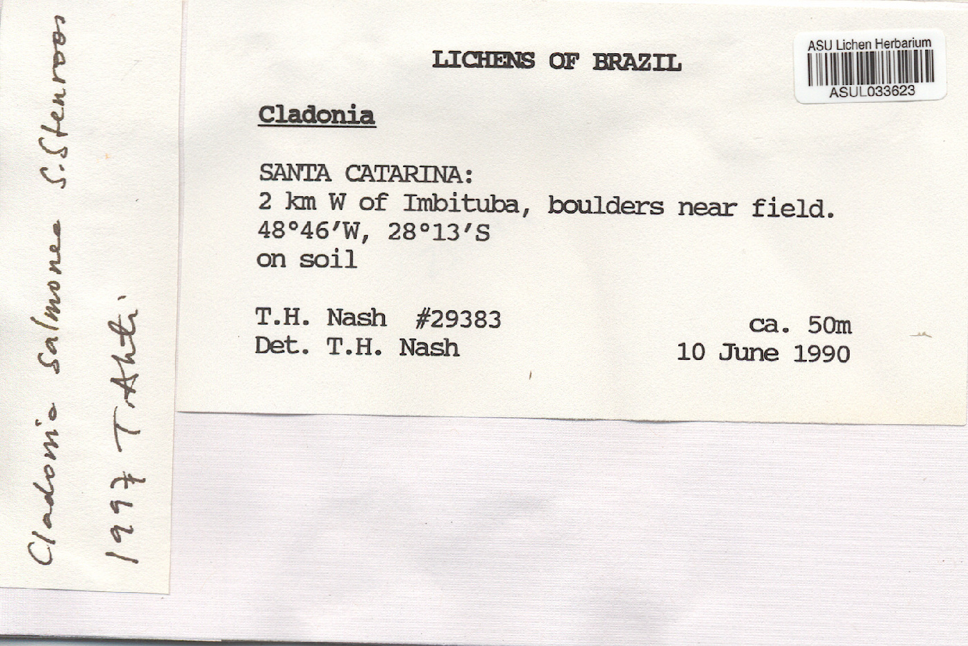 Cladonia salmonea image