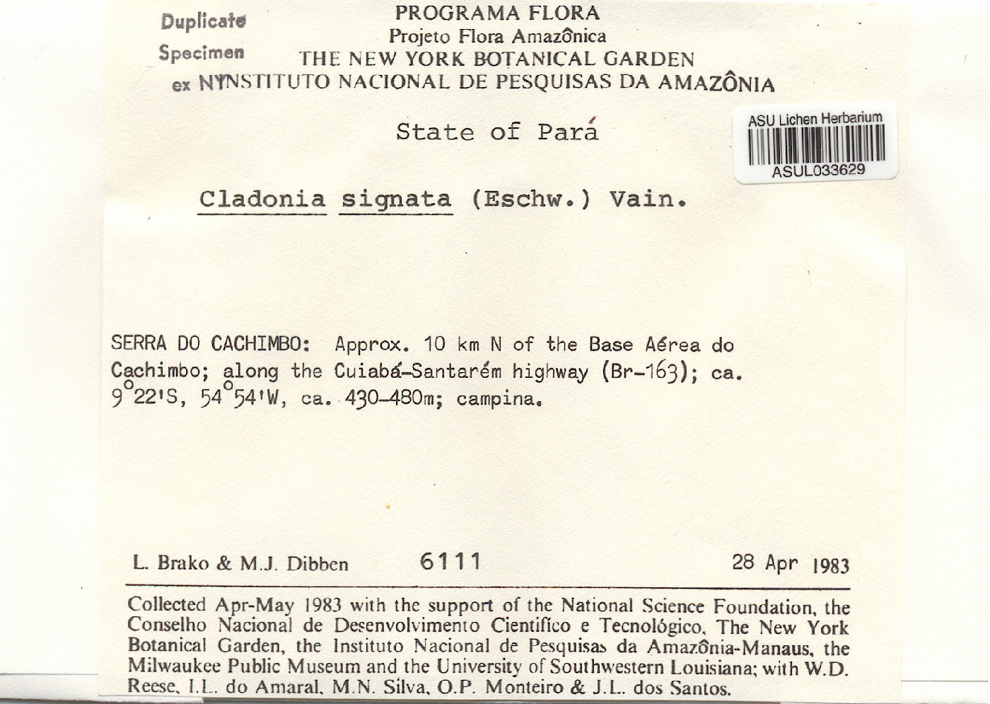 Cladonia signata image
