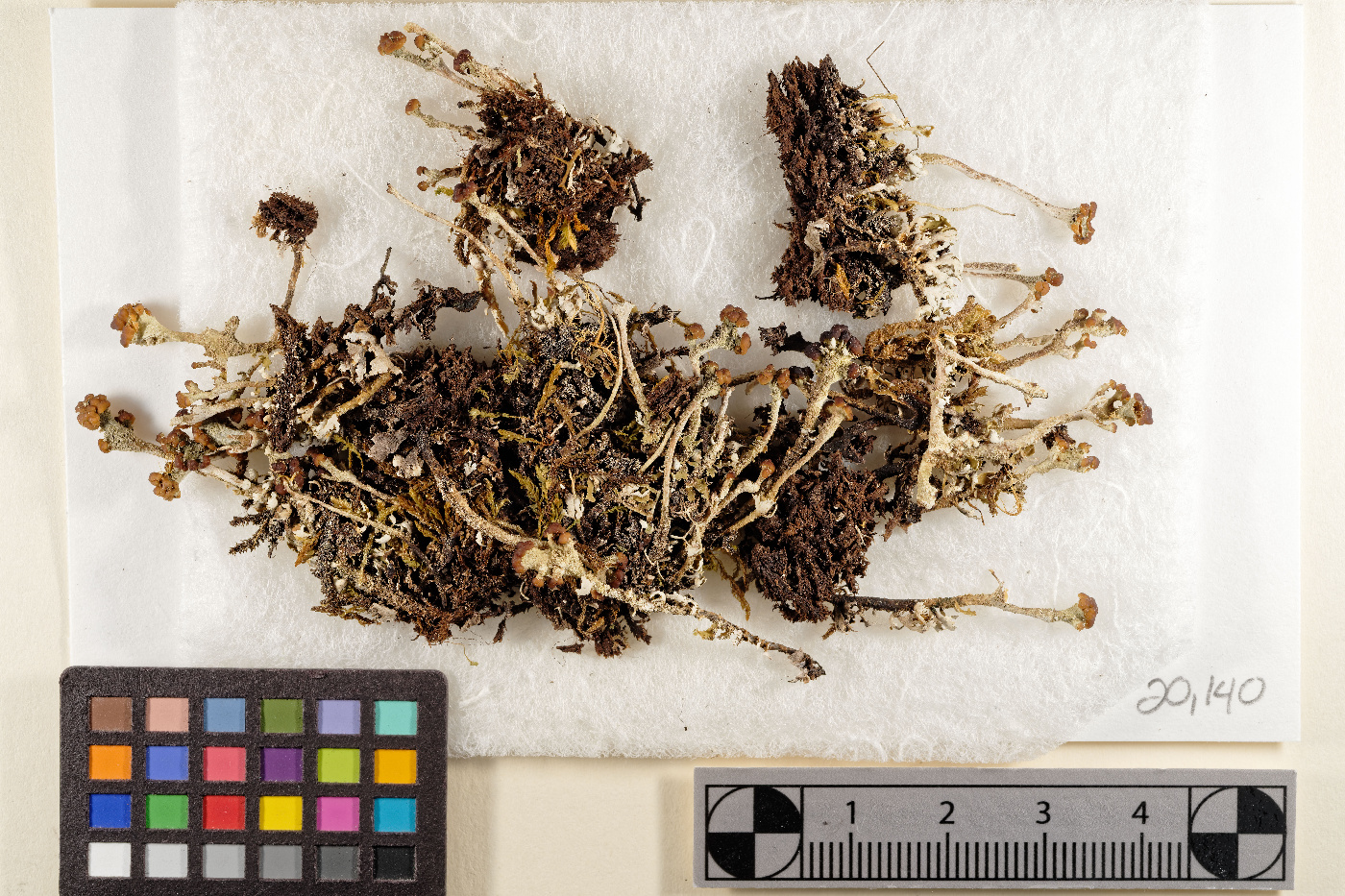 Cladonia sarmentosa image