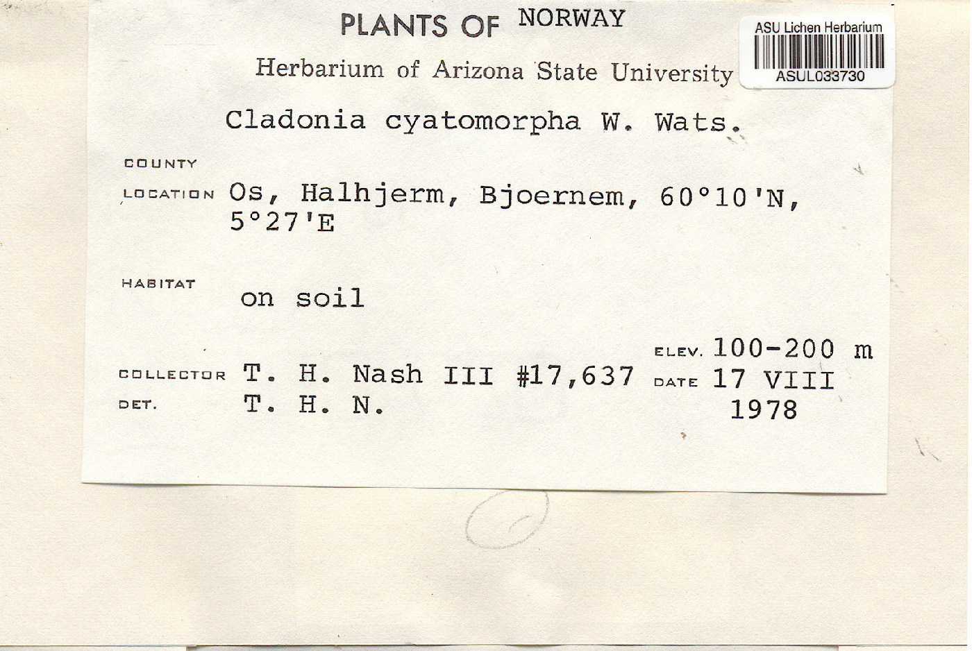 Cladonia cyathomorpha image
