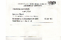 Cladonia convoluta image