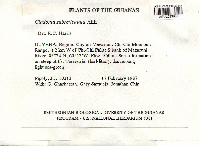 Cladonia subreticulata image