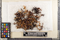 Cetraria islandica subsp. antarctica image