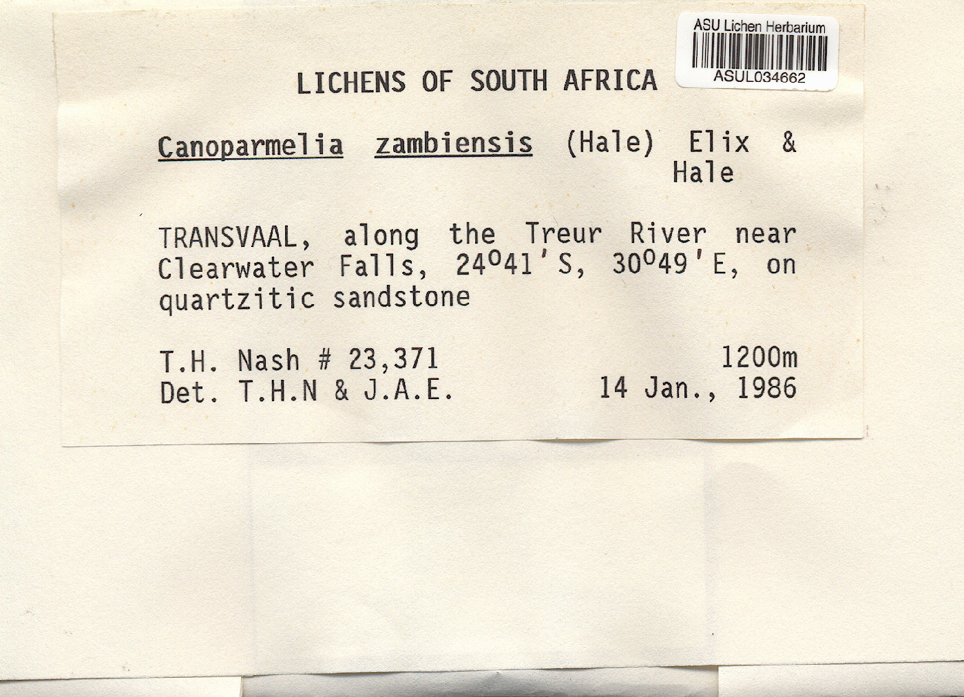 Canoparmelia zambiensis image
