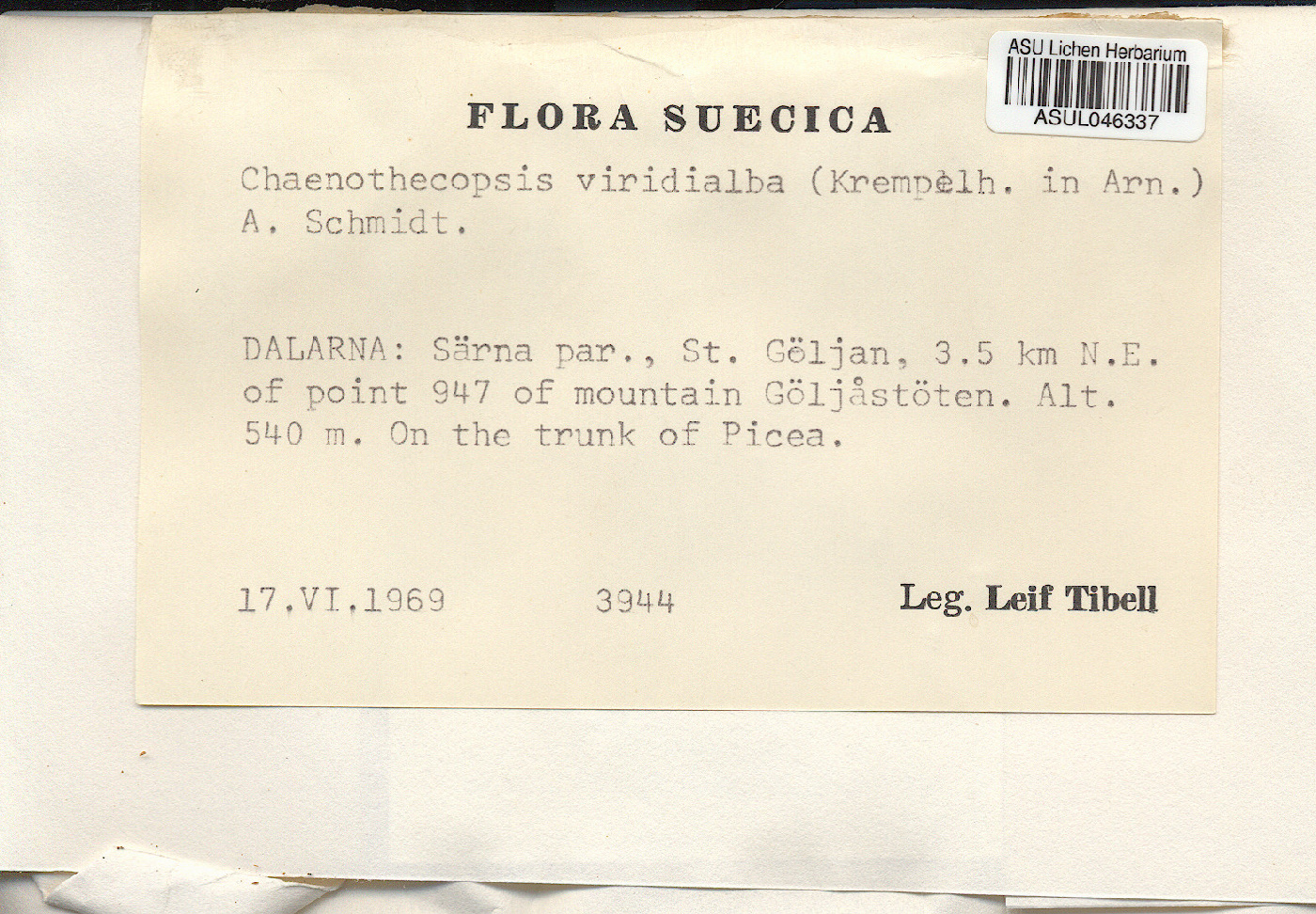Chaenothecopsis viridialba image