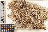 Cladonia confusa f. bicolor image