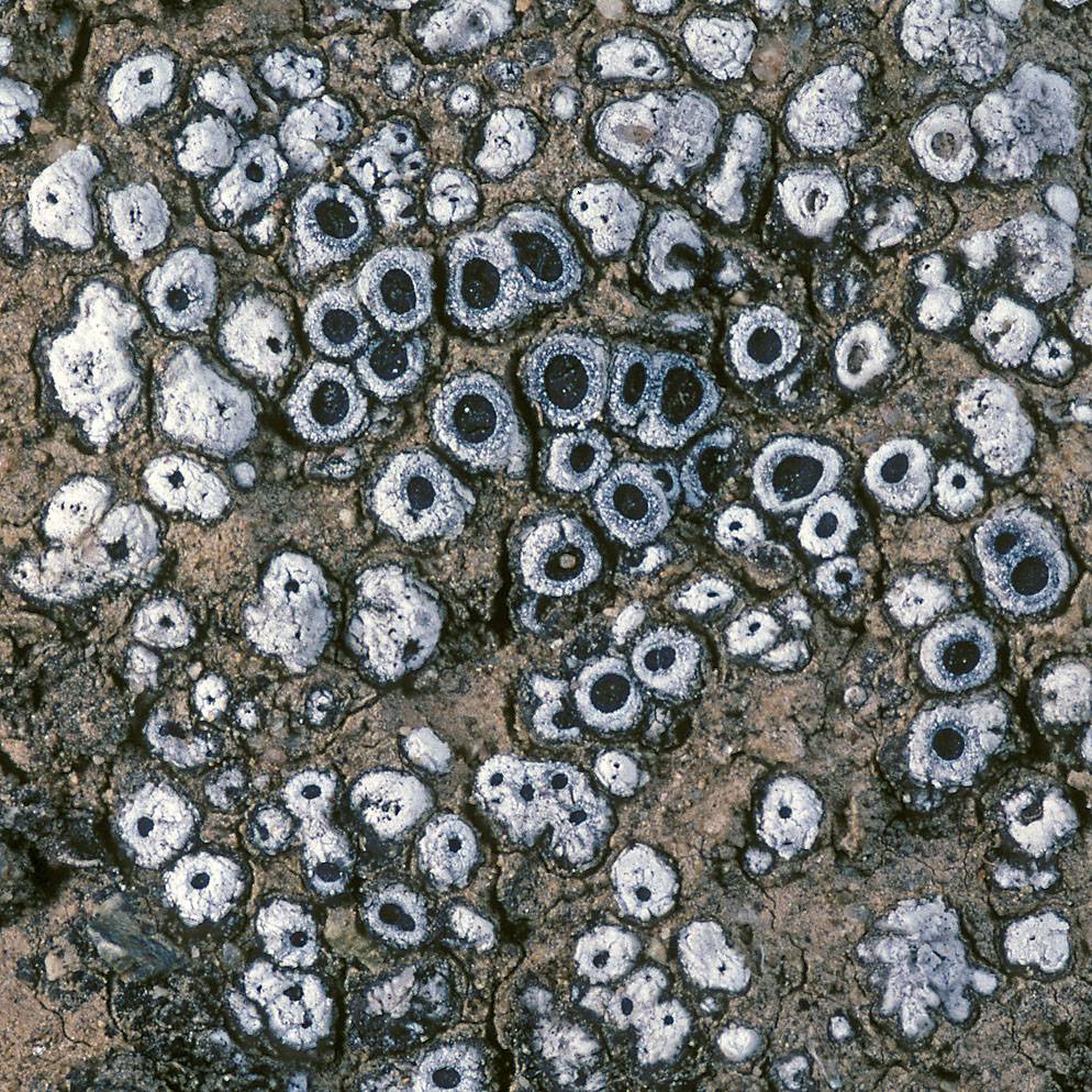 Acarospora thelococcoides image