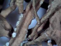 Evernia prunastri image