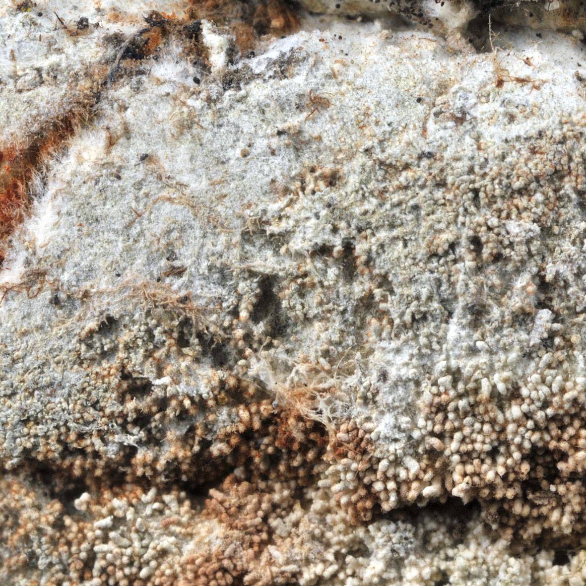 Herpothallon rubroechinatum image