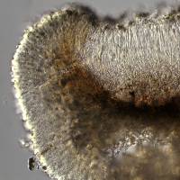 Megalaria pulverea image
