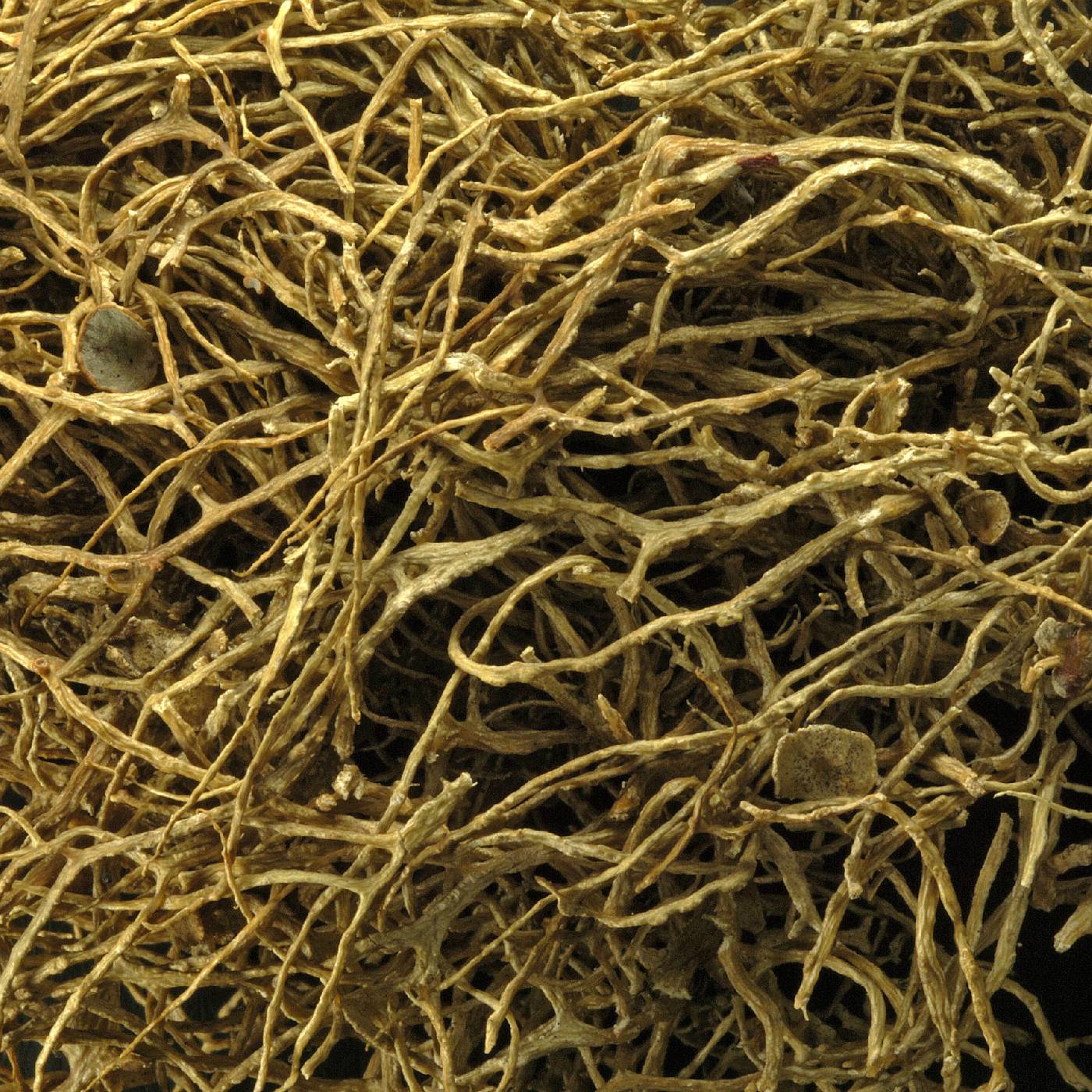 Ramalina furcellangulida image