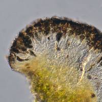 Buellia sulphurica image