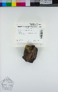Acarospora citrina image