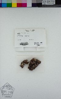 Cladonia fimbriata image