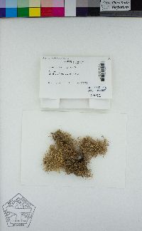 Usnea subfloridana image