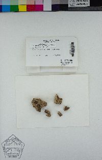 Pertusaria californica image