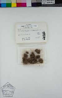 Clavascidium lacinulatum image