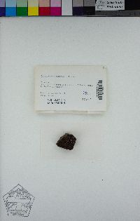 Dermatocarpon miniatum image
