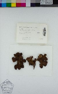 Lobaria anthraspis image