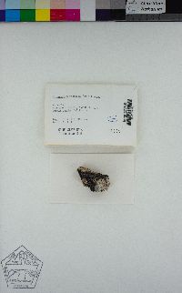 Rhizocarpon petraeum image