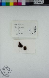 Scytinium californicum image