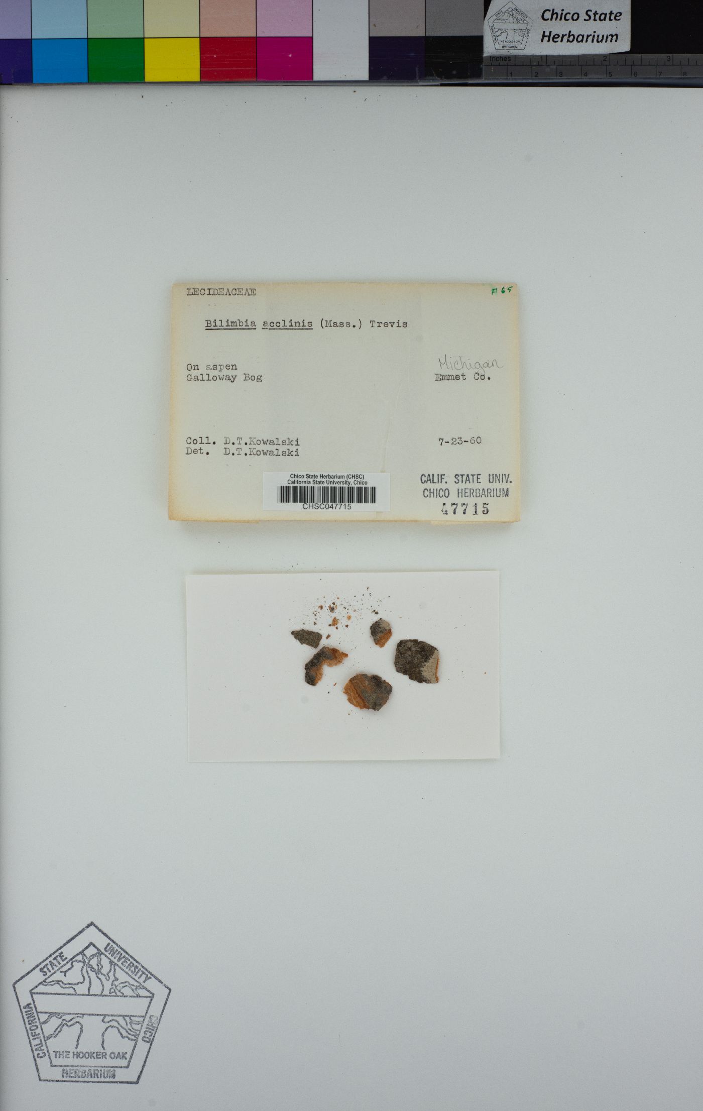 Bacidia hostheleoides image