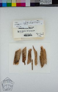Chaenothecopsis pusilla image
