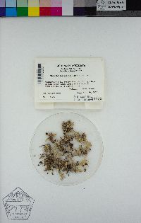 Cladonia caroliniana image