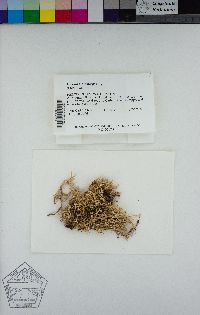 Evernia mesomorpha image