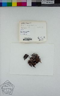 Tuckermanopsis subalpina image