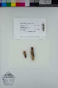 Cetraria sphaerosporella image