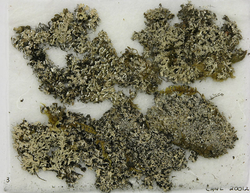 Heterodermia fragilissima image