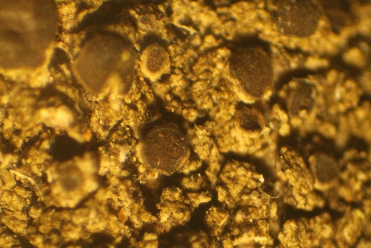 Caloplaca brunneola image