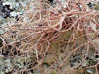 Usnea rubicunda image