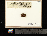 Aspicilia affinis image