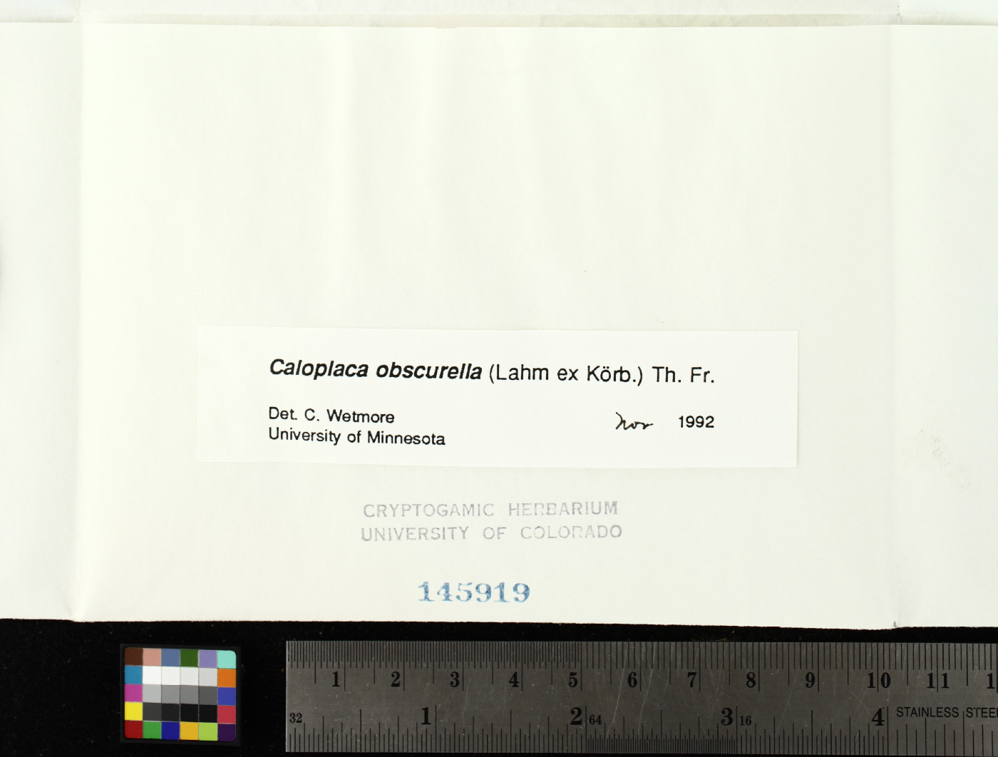 Caloplaca obscurella image