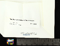 Kuettlingeria erythrocarpa image