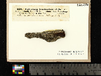 Calicium lenticulare image