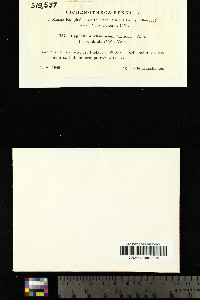 Calicium notarisii image